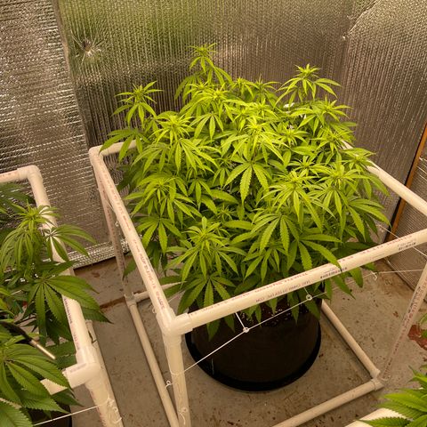 Penelope growlog timeline photo