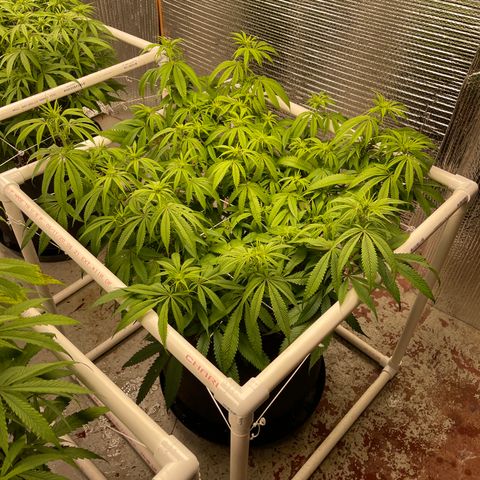 Ruth AKA The Natorious RBG growlog timeline photo