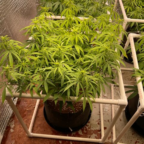Freya growlog timeline photo