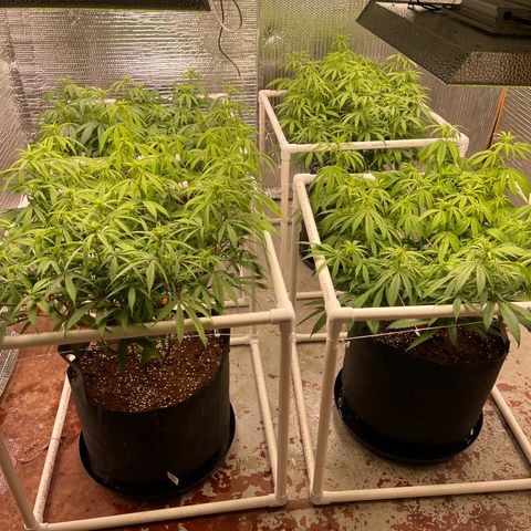 Ruth AKA The Natorious RBG growlog photo: Girls more thirsty, doubled water for each plant to 2 gallons each 
