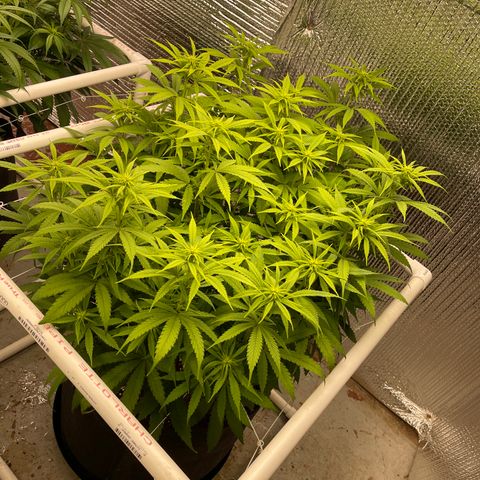 Penelope growlog timeline photo