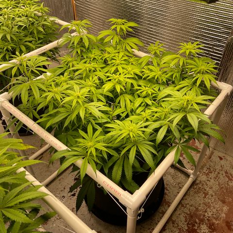 Ruth AKA The Natorious RBG growlog timeline photo