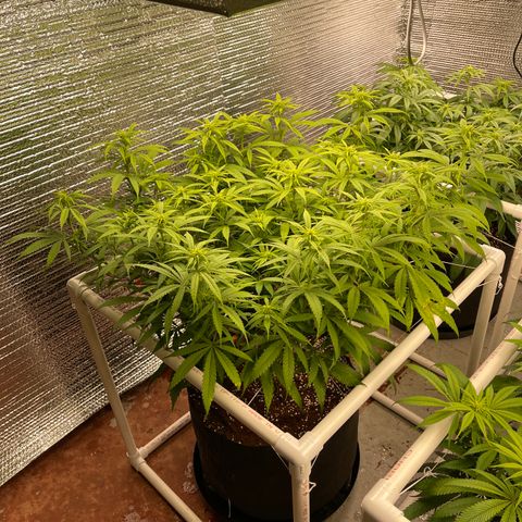 Freya growlog timeline photo