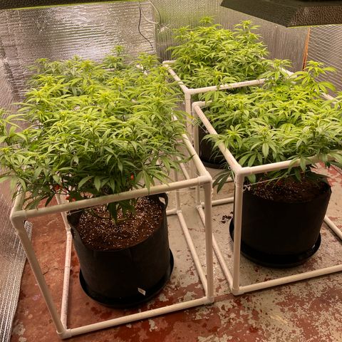 Ruth AKA The Natorious RBG growlog timeline photo