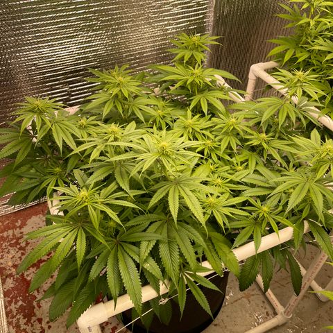 Calliope growlog timeline photo