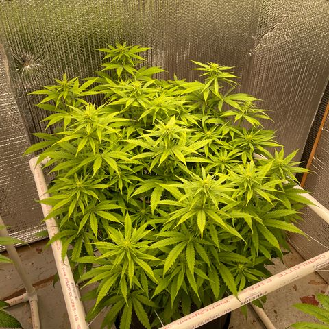 Penelope growlog timeline photo