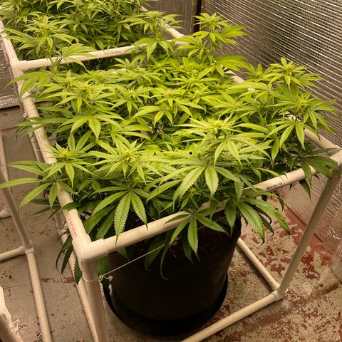 Ruth AKA The Natorious RBG growlog timeline photo