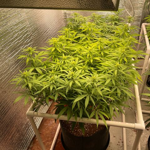 Freya growlog timeline photo