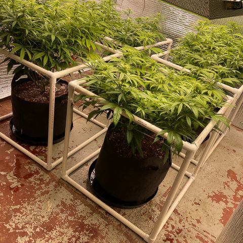 Ruth AKA The Natorious RBG growlog timeline photo