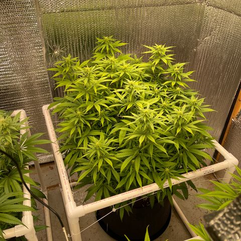 Penelope growlog timeline photo