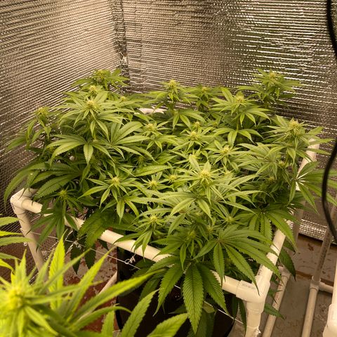 Calliope growlog timeline photo
