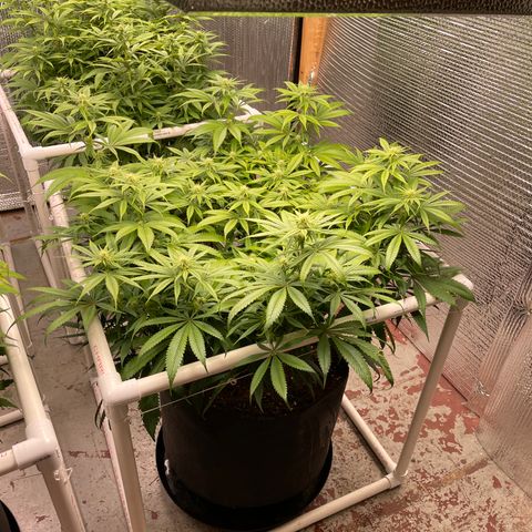 Ruth AKA The Natorious RBG growlog timeline photo