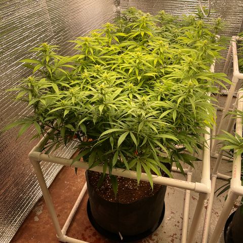 Freya growlog timeline photo