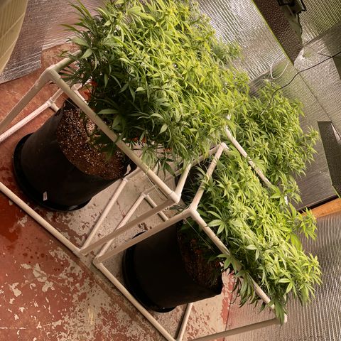Ruth AKA The Natorious RBG growlog timeline photo