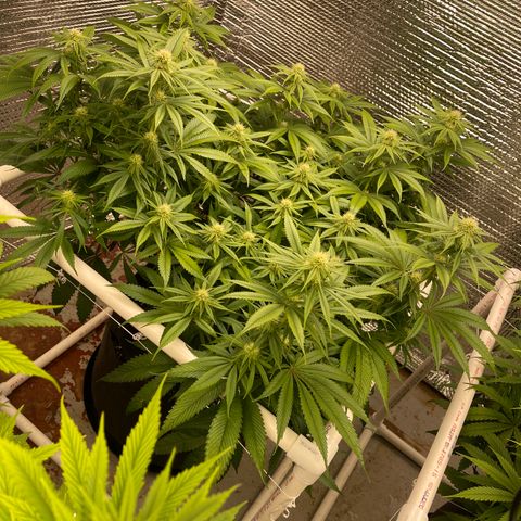 Calliope growlog timeline photo