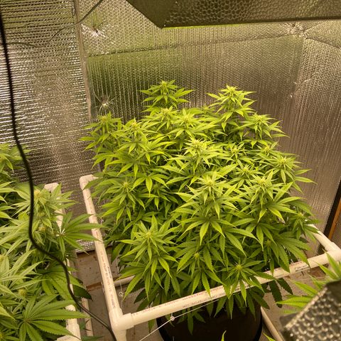 Penelope growlog timeline photo