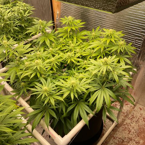 Ruth AKA The Natorious RBG growlog timeline photo