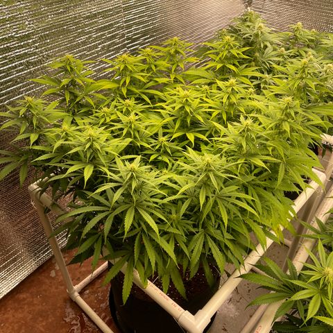 Freya growlog timeline photo