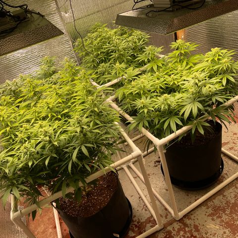 Ruth AKA The Natorious RBG growlog timeline photo