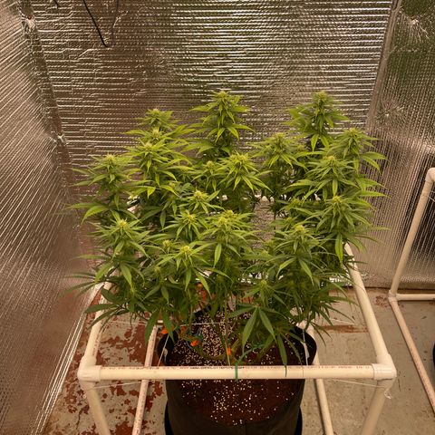 Freya growlog timeline photo