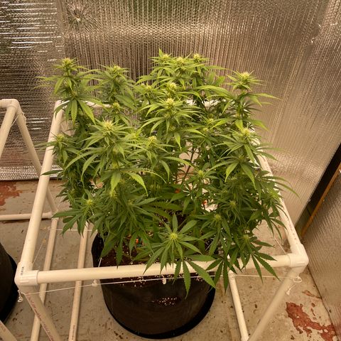 Penelope growlog timeline photo