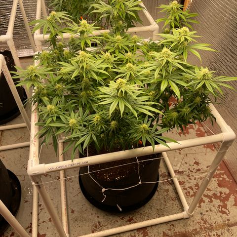 Calliope growlog timeline photo