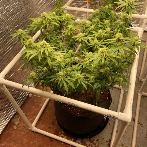 Ruth AKA The Natorious RBG growlog timeline photo