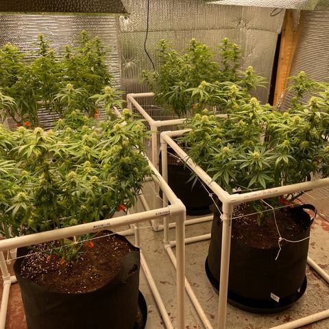 Ruth AKA The Natorious RBG growlog timeline photo