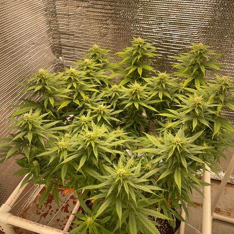 Freya growlog timeline photo