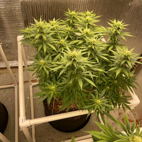 Penelope growlog timeline photo