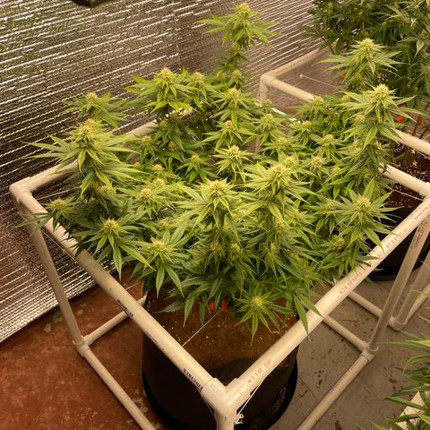 Ruth AKA The Natorious RBG growlog timeline photo