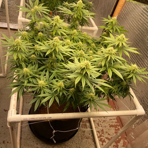 Calliope growlog timeline photo