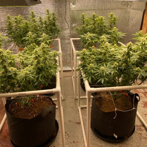 Ruth AKA The Natorious RBG growlog timeline photo