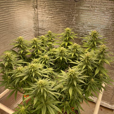 Freya growlog timeline photo