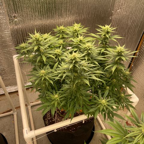 Penelope growlog timeline photo