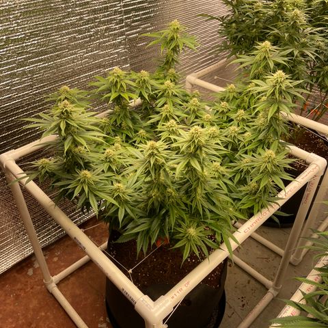 Ruth AKA The Natorious RBG growlog timeline photo