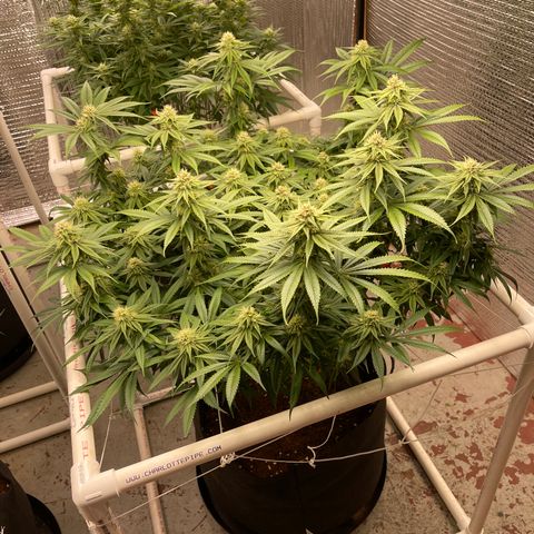 Calliope growlog timeline photo