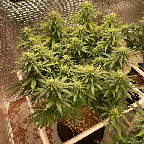 Freya growlog timeline photo
