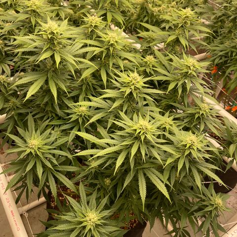 Penelope growlog timeline photo