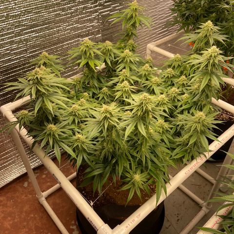 Ruth AKA The Natorious RBG growlog timeline photo