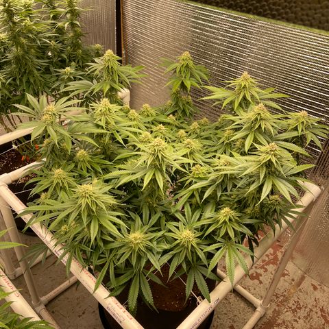 Calliope growlog timeline photo