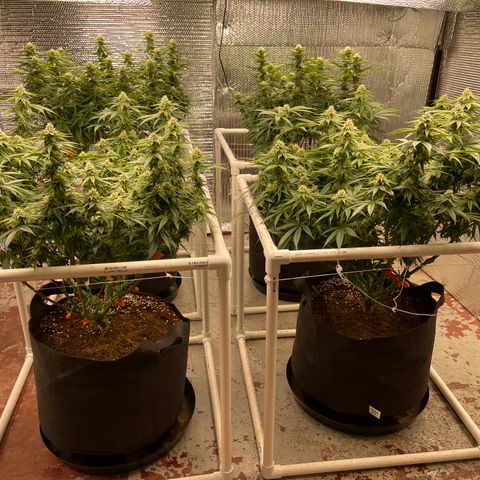 Ruth AKA The Natorious RBG growlog timeline photo
