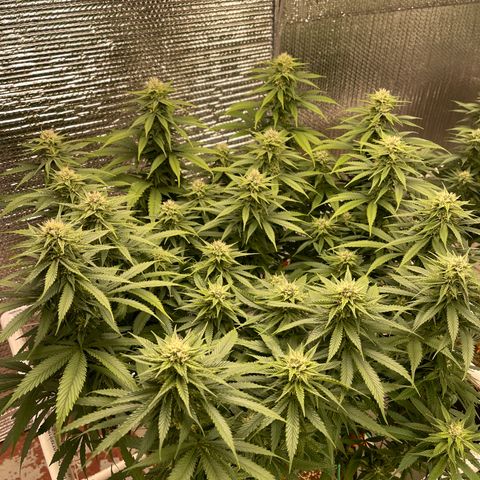 Freya growlog timeline photo