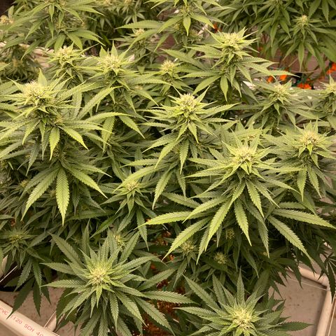 Penelope growlog timeline photo