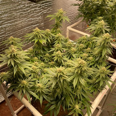 Ruth AKA The Natorious RBG growlog timeline photo