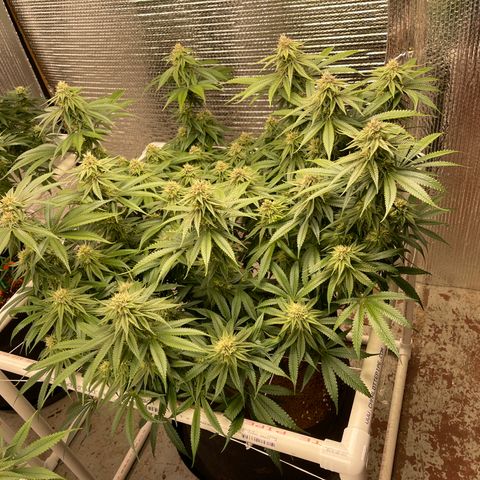 Calliope growlog timeline photo