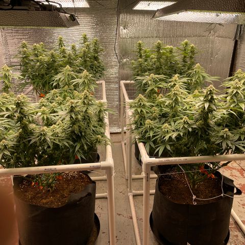 Ruth AKA The Natorious RBG growlog timeline photo
