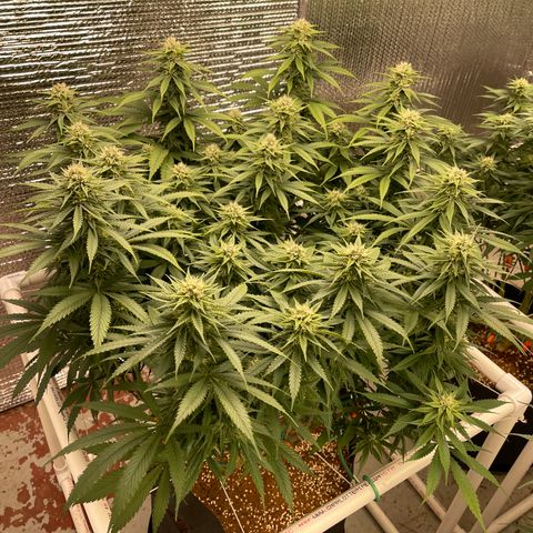 Freya growlog timeline photo