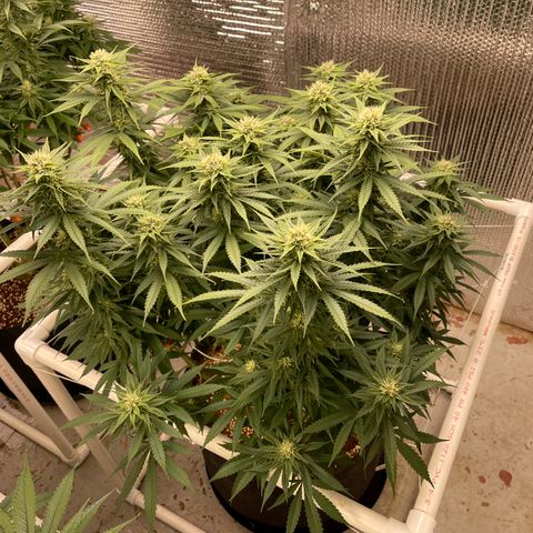 Penelope growlog timeline photo