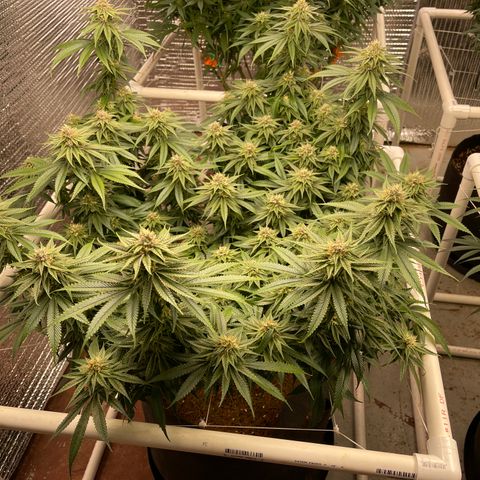 Ruth AKA The Natorious RBG growlog timeline photo